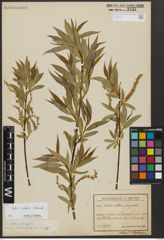 Foto von Salix alba L. x Salix fragilis L.